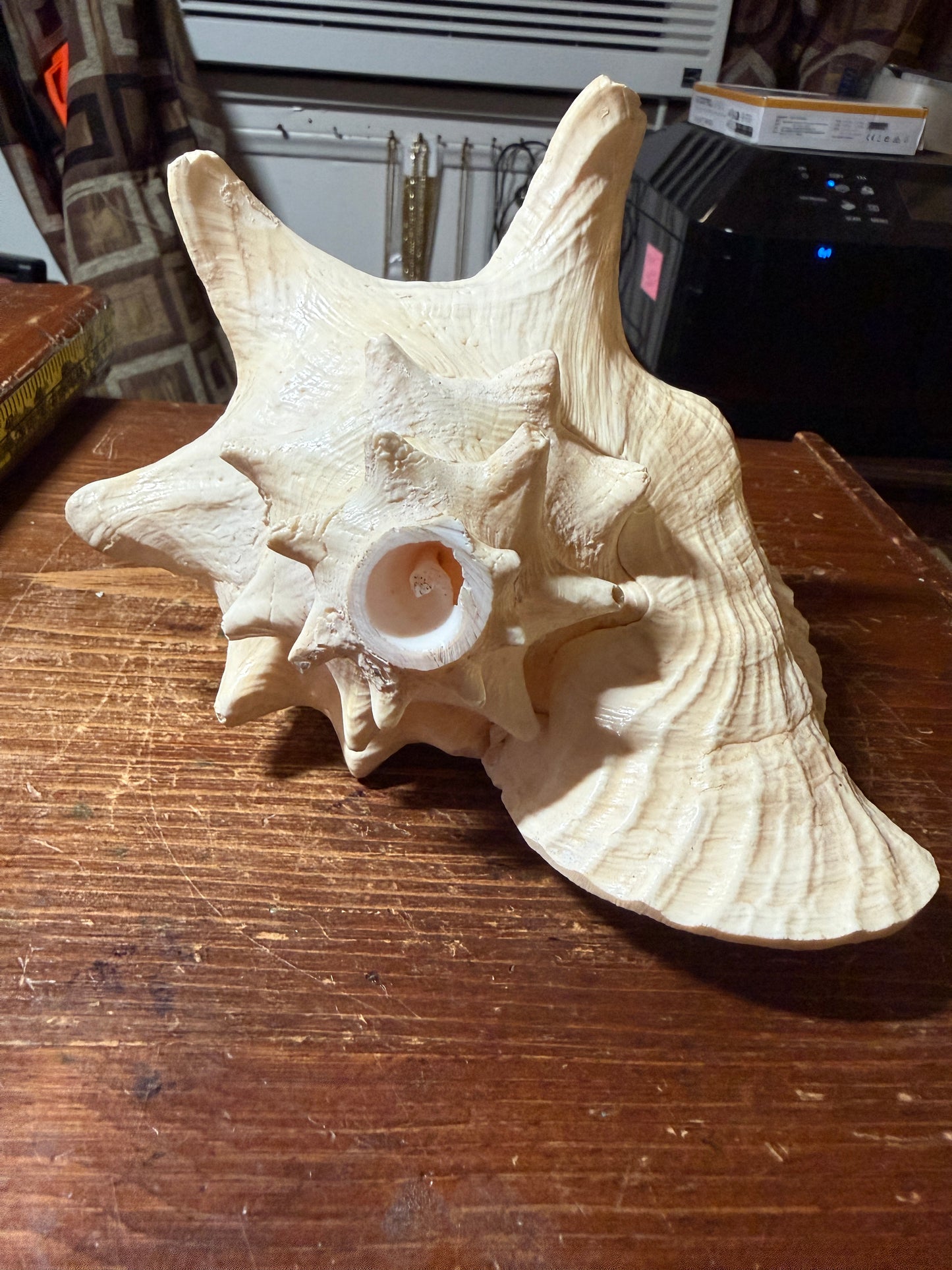 LARGE HORNED QUEEN CONCH NATURAL PINK SEASHELL 9”x8”x6” Aztec Ceremony Trumpet
