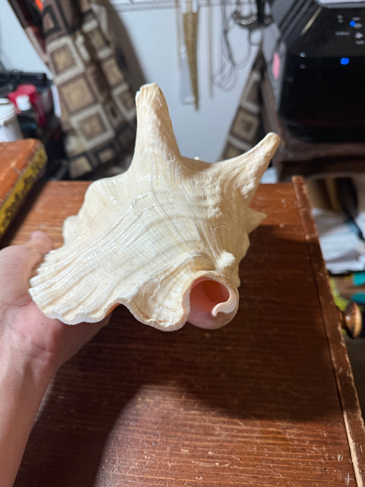LARGE HORNED QUEEN CONCH NATURAL PINK SEASHELL 9”x8”x6” Aztec Ceremony Trumpet