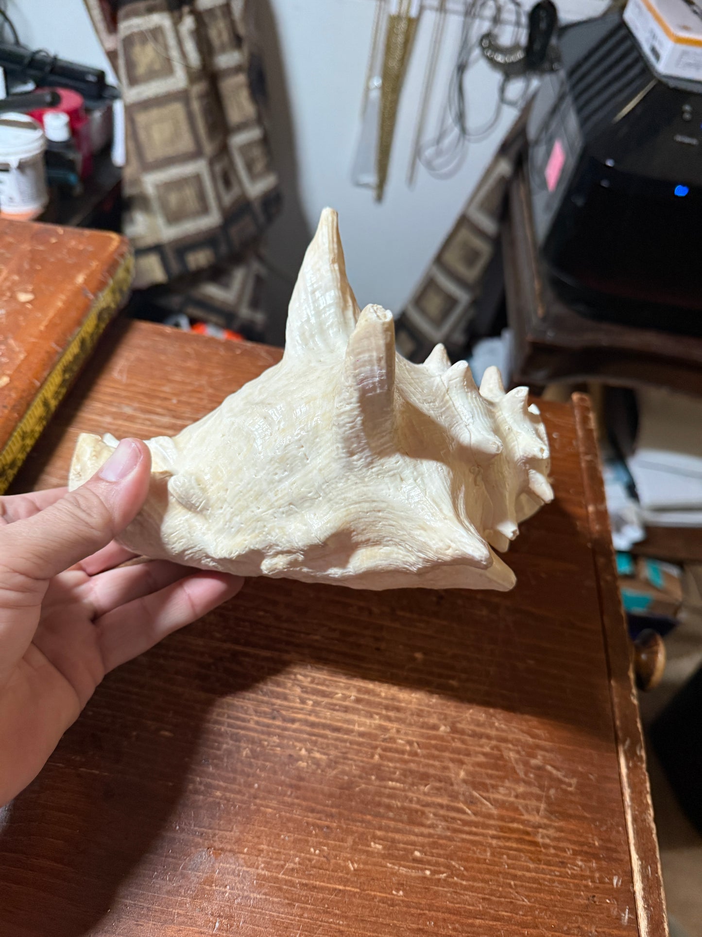 LARGE HORNED QUEEN CONCH NATURAL PINK SEASHELL 9”x8”x6” Aztec Ceremony Trumpet