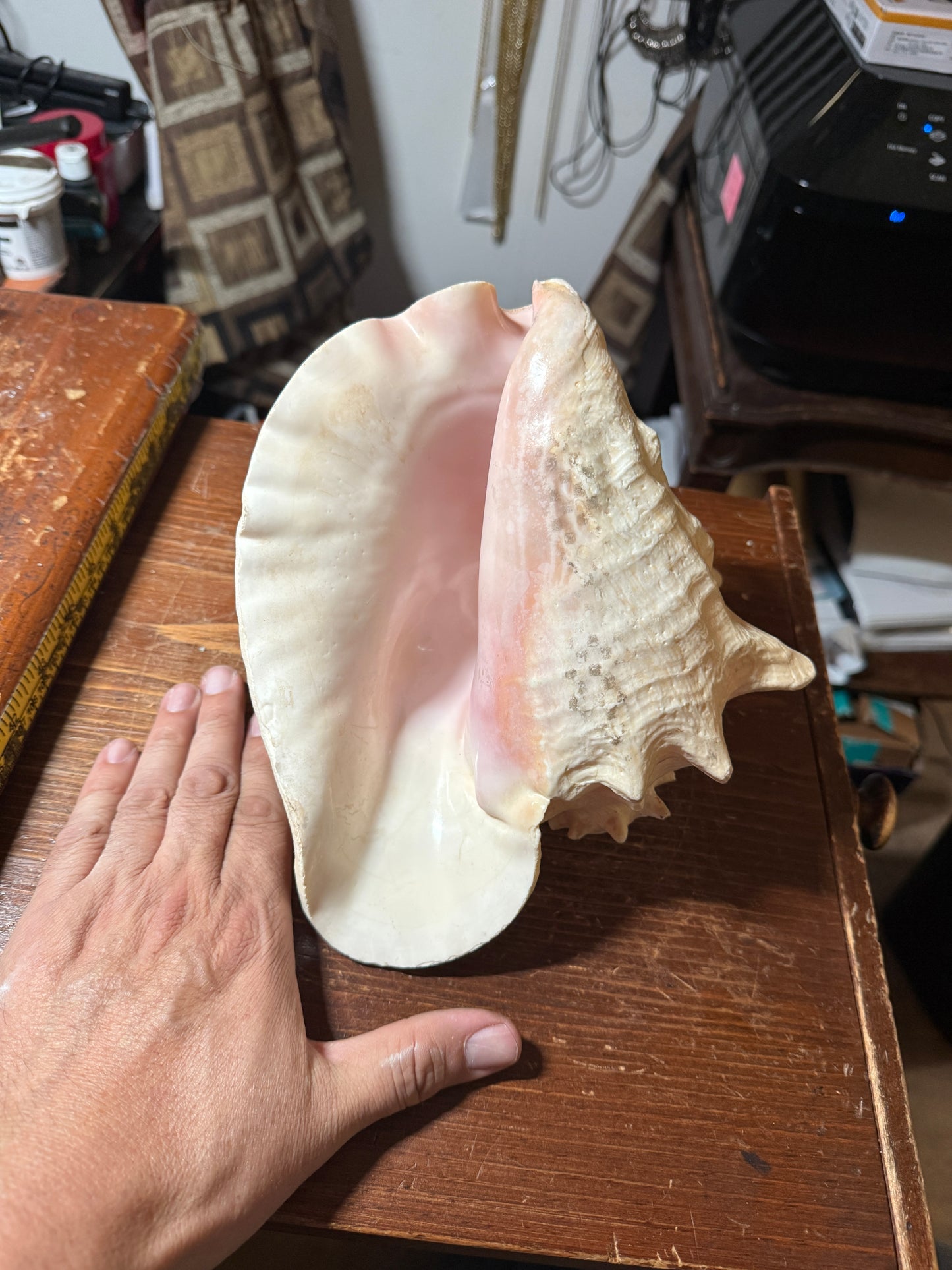 LARGE HORNED QUEEN CONCH NATURAL PINK SEASHELL 9”x8”x6” Aztec Ceremony Trumpet