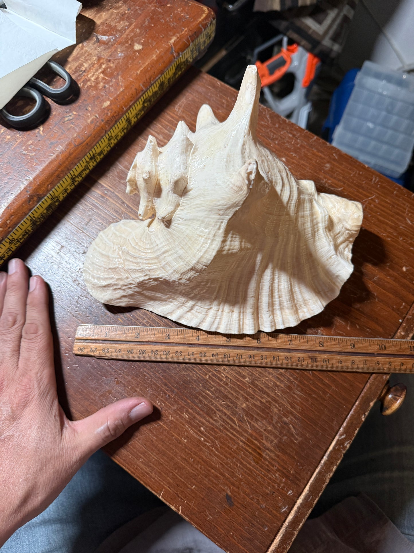 LARGE HORNED QUEEN CONCH NATURAL PINK SEASHELL 9”x8”x6” Aztec Ceremony Trumpet