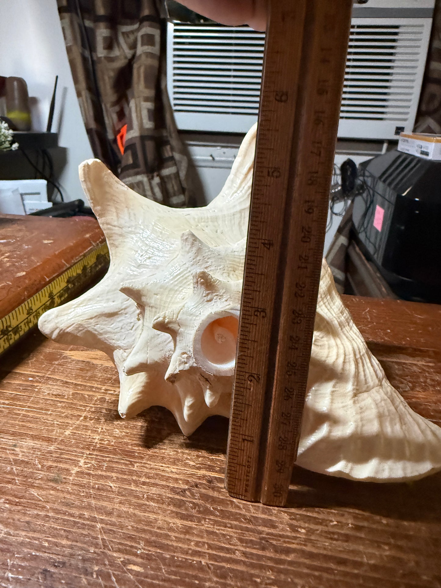 LARGE HORNED QUEEN CONCH NATURAL PINK SEASHELL 9”x8”x6” Aztec Ceremony Trumpet