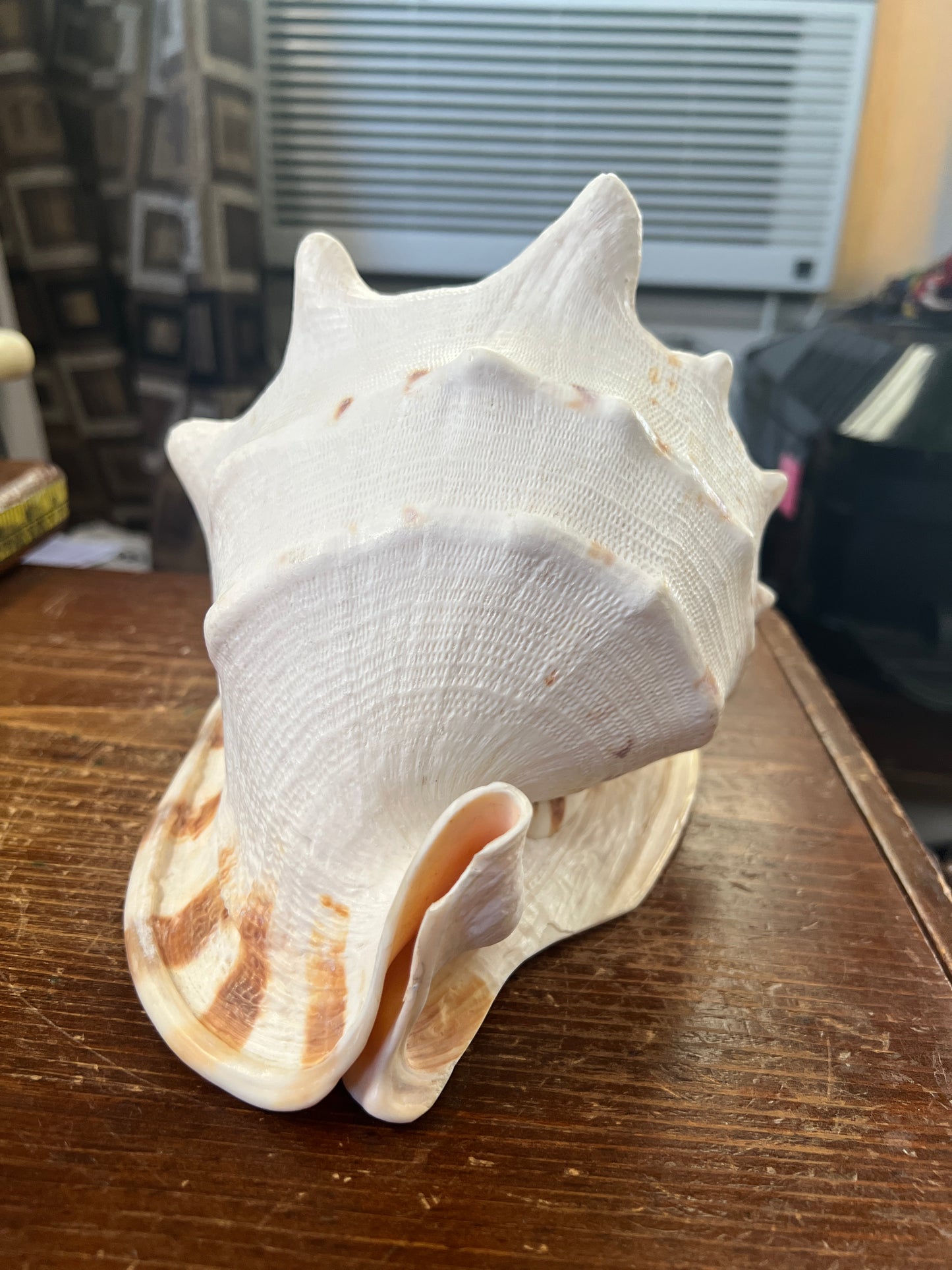 White Seashell Horned Queen Helmet Conch Tiger Stripe Sea Shell & Horn Trumpet, 8" (#W1))