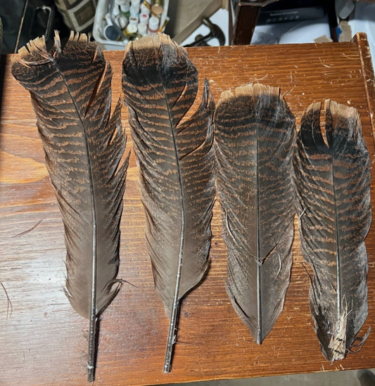 Used 4 Pcs Natural Wild Turkey Tails Feathers Quill Bulk 10 inch to 13 inch, Native American