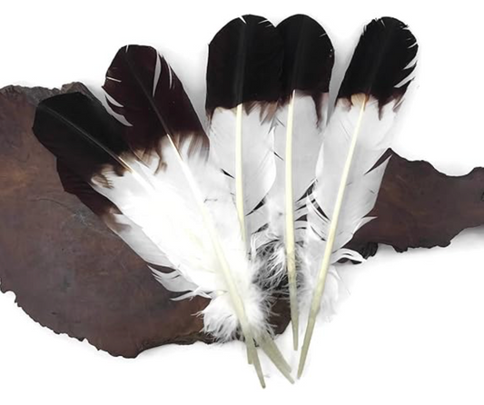 12 Pieces - Brown Tipped Imitation Eagle Turkey Tom Rounds Secondary Wing Quill Feathers Native American